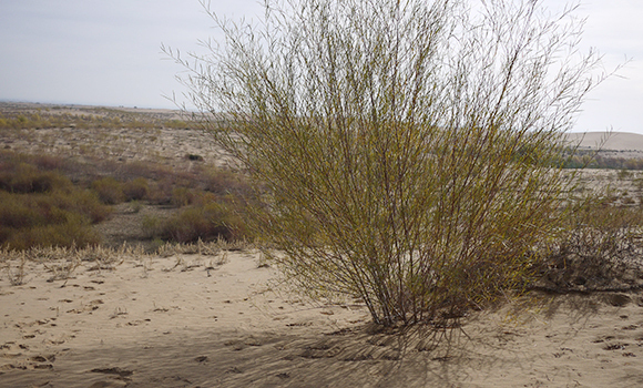 New economic model breathes life into desert control