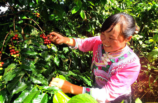 Wake up and smell the Chinese coffee