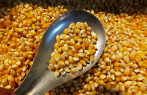 Syngenta faces 2nd lawsuit over GMO corn rejected by China