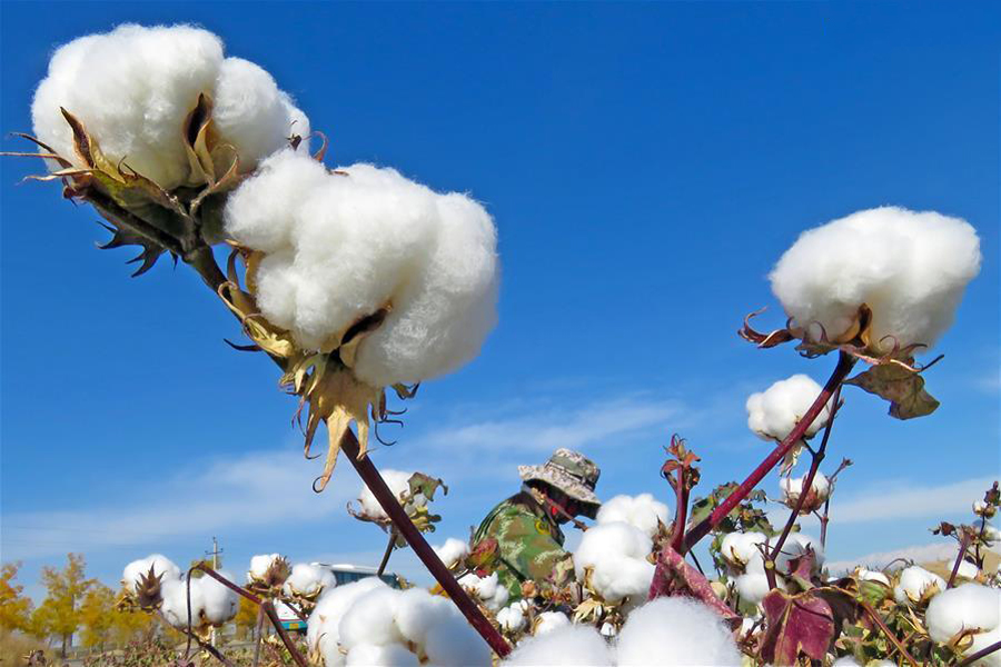 Farmers welcome harvest season across China