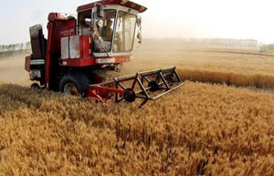 China maintains minimum wheat purchase price