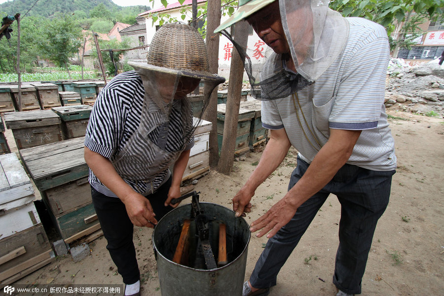 Hebei senior beekeeper's sweet day