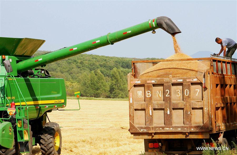 Crops enter harvest season