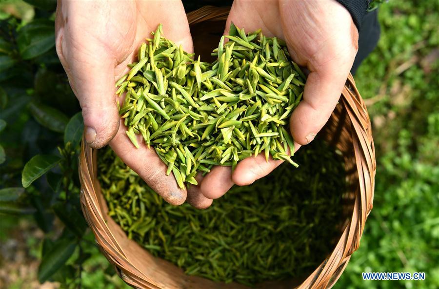 Villagers pick tea leaves in China's Hubei