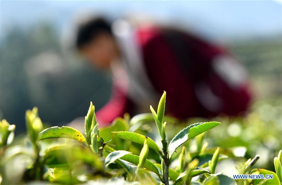 Villagers pick tea leaves in China's Hubei