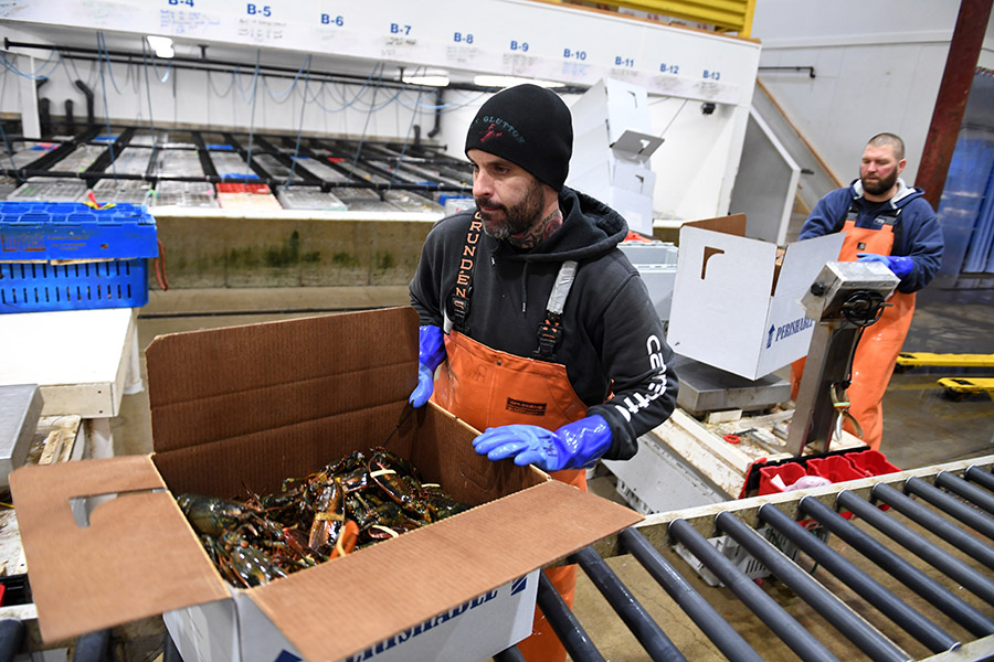 How Chinese gave new life to Maine lobsters