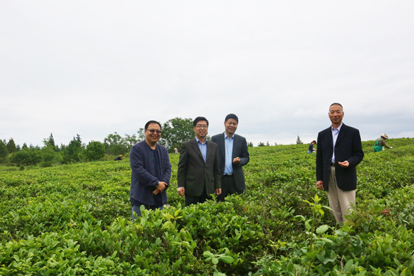 Growing tea culture in Georgia