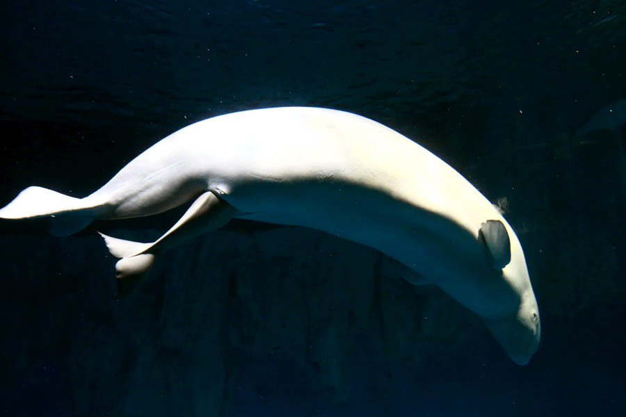 First white whale calf born at China zoo