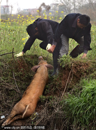 Dead pigs threaten river water quality