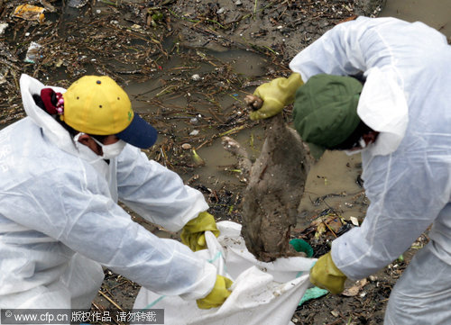 Dead pigs threaten river water quality