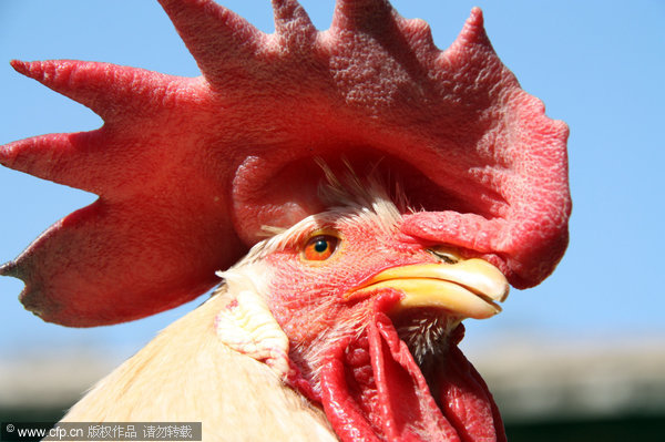 Egg-laying rooster in E China defies nature