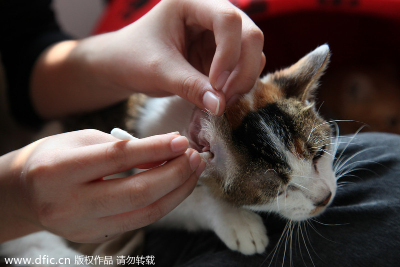 Cat care shop faces closure, some felines need a home