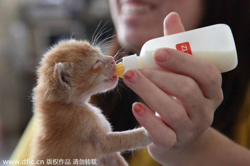 Cat care shop faces closure, some felines need a home