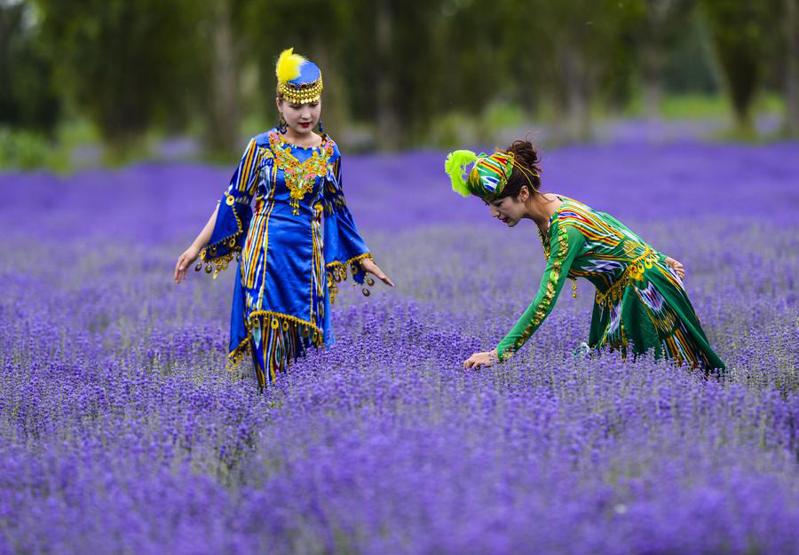 Lavenders blossom in valley of Ili River