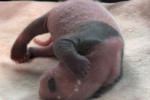 Unique panda triplets take a bow