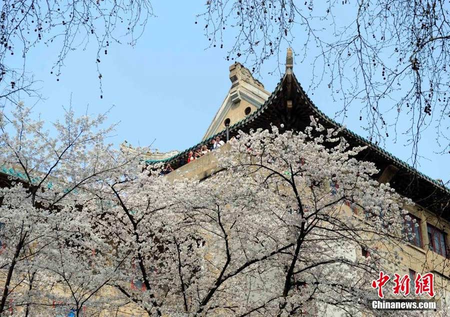 Visitors crowd university to view cherry blossom