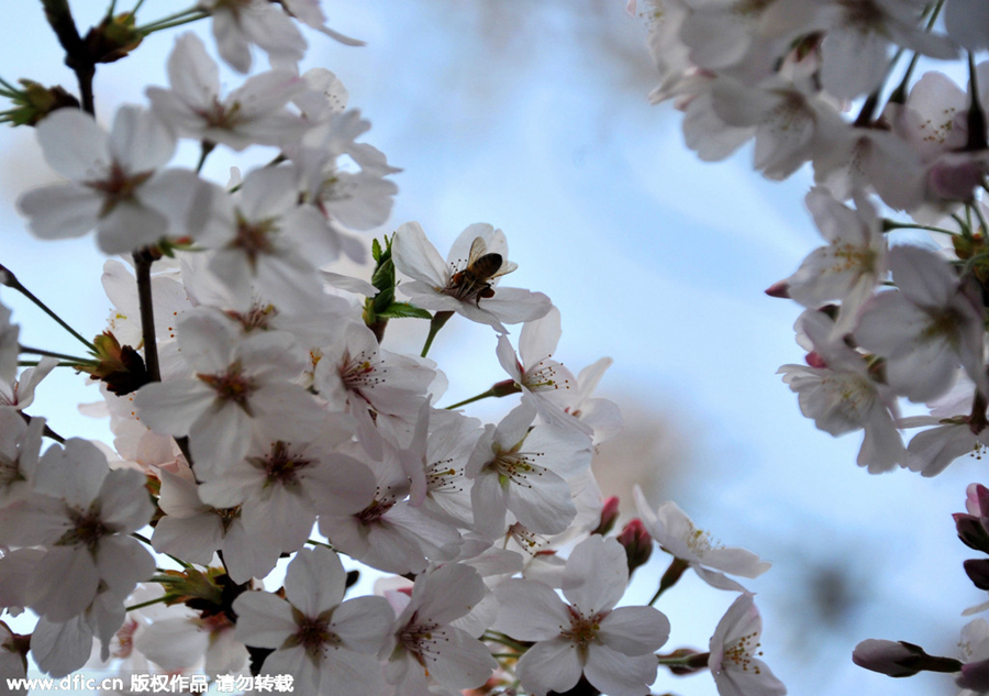 Blossoms add tenderness to bus stop