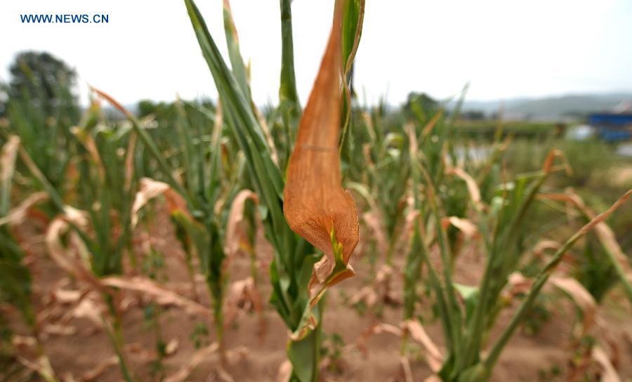 Drought hits NE China