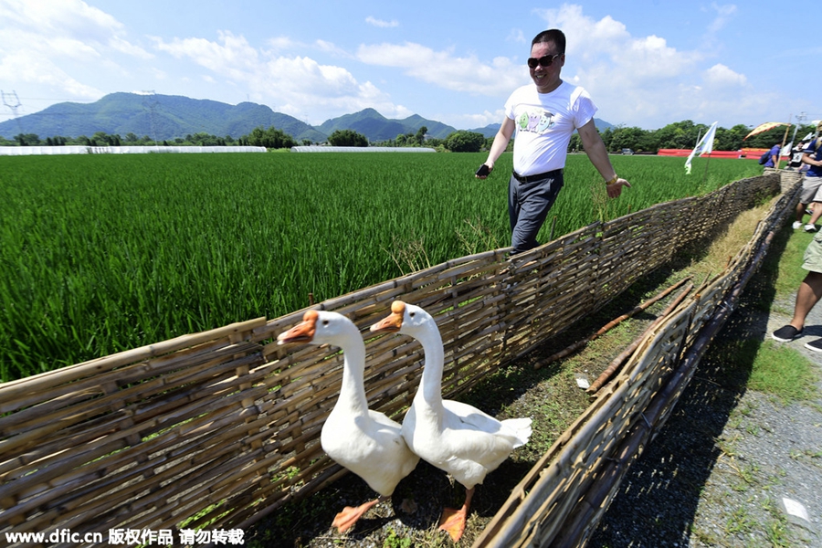 Four-color rice turns paddy field into artwork