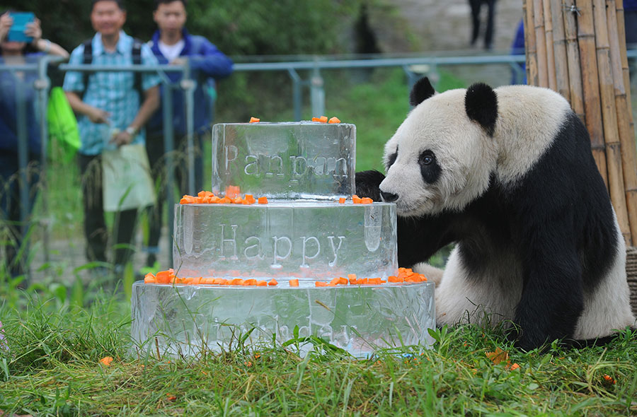 World's oldest male panda celebrates 30th birthday