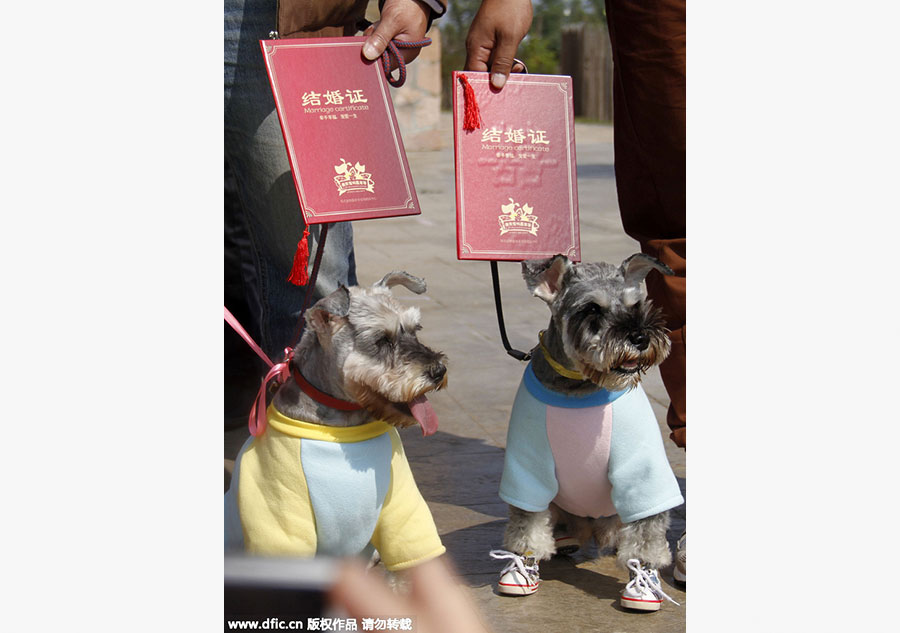 Group wedding ceremony held for dogs