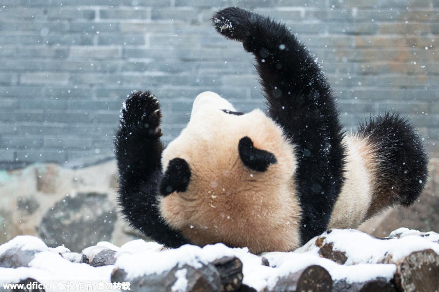 Pandas roll and tumble as they enjoy the first now in Hangzhou