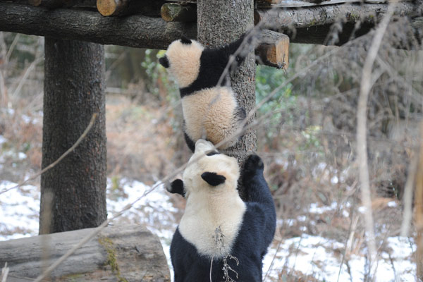 Panda cubs to be trained for survival in the wild