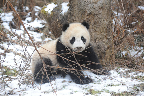 Panda cubs to be trained for survival in the wild