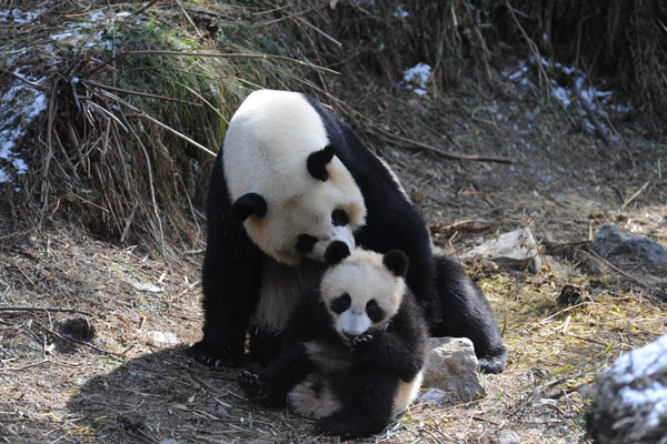 Panda cubs to be trained for survival in the wild