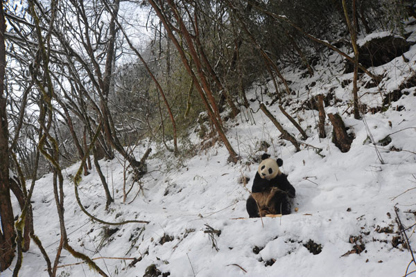 Panda cubs to be trained for survival in the wild