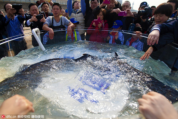 10,000 fish released into Yangtze River