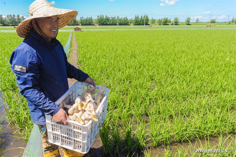 Eco-friendly farming system introduced to NE China