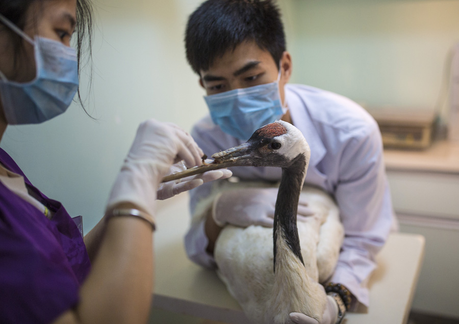 3D-printing helps red-crowned crane get new beak