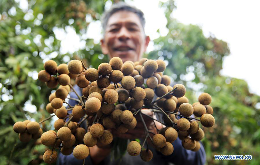 Autumn harvest season begins across China