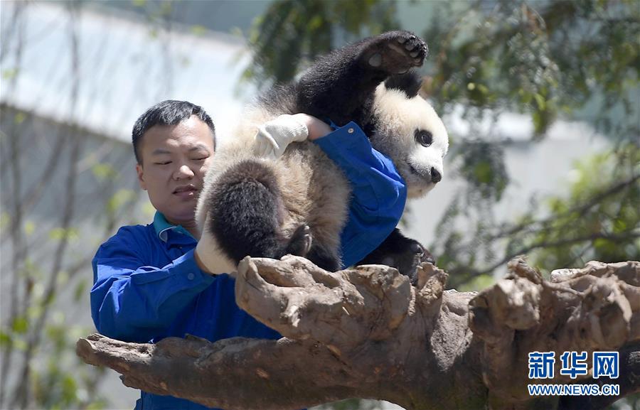 China's giant pandas: Internet sweetheart of 2016