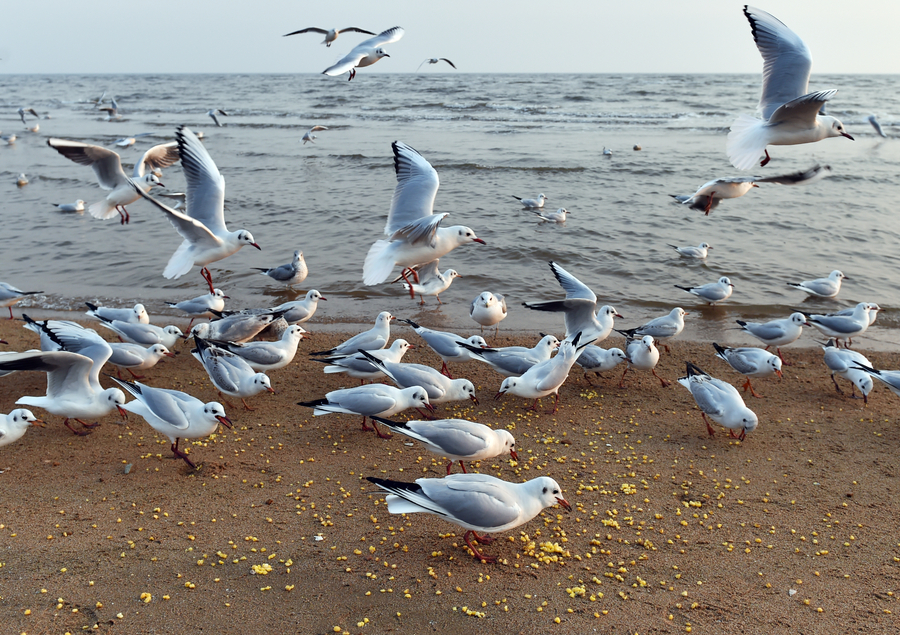 'Seagull mother' feeds thousands of birds at own expense