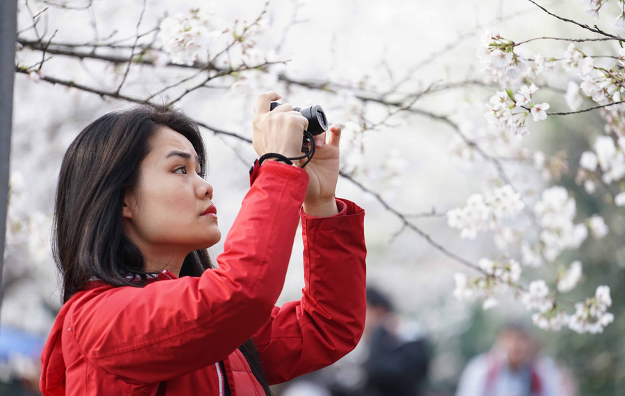 Visitors flock to cherry blossoms at Wuhan University