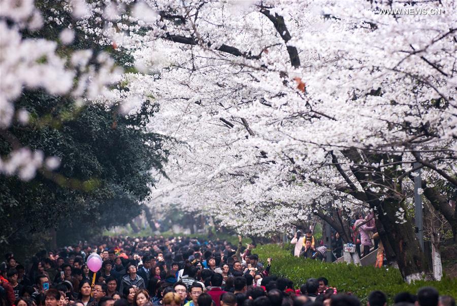 Visitors flock to cherry blossoms at Wuhan University