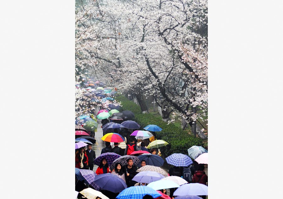 Visitors flock to cherry blossoms at Wuhan University