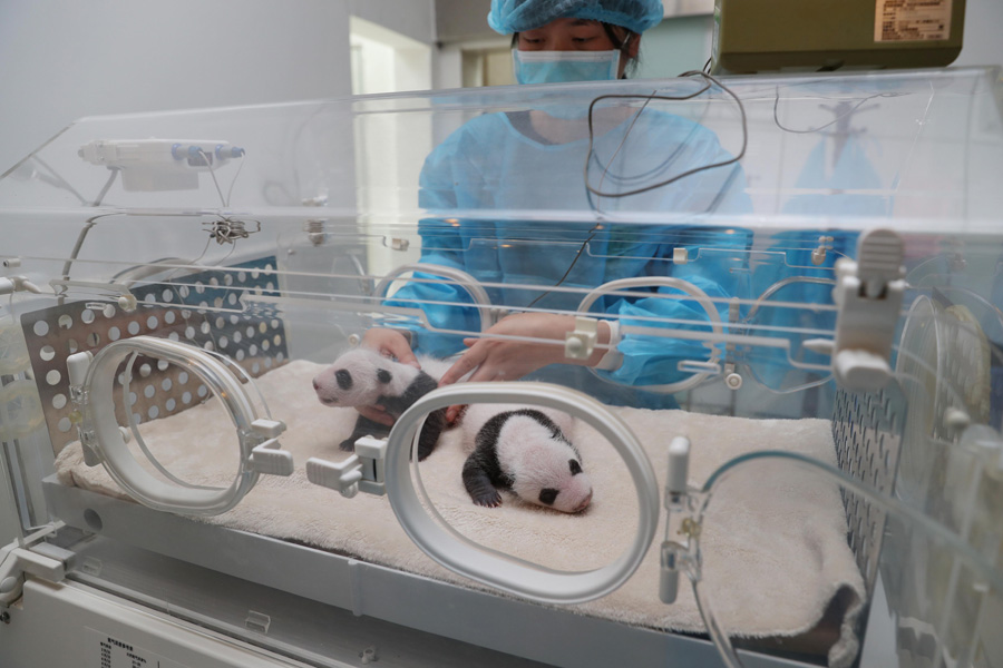 Captive panda twins meet visitors