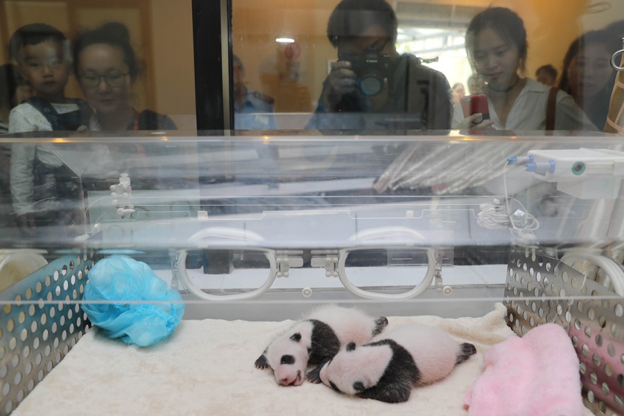 Captive panda twins meet visitors