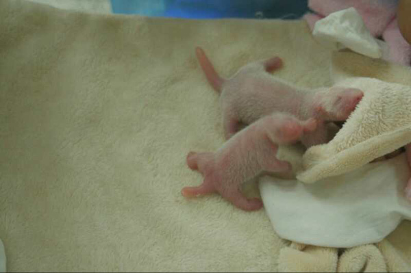 Panda mother takes care of twin babies