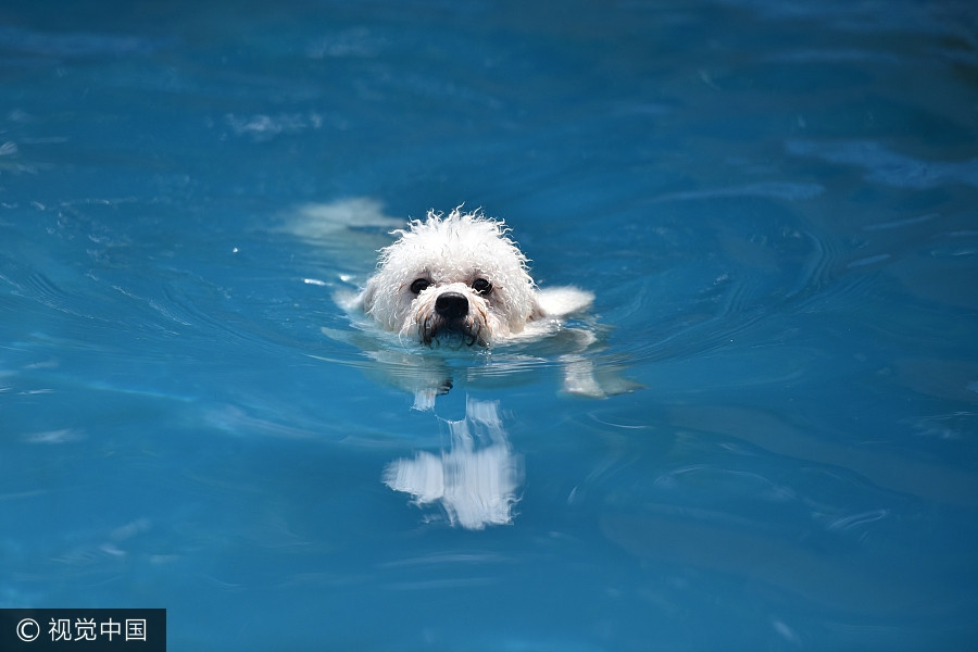 Man builds 2,000 square meters swimming pool for dogs