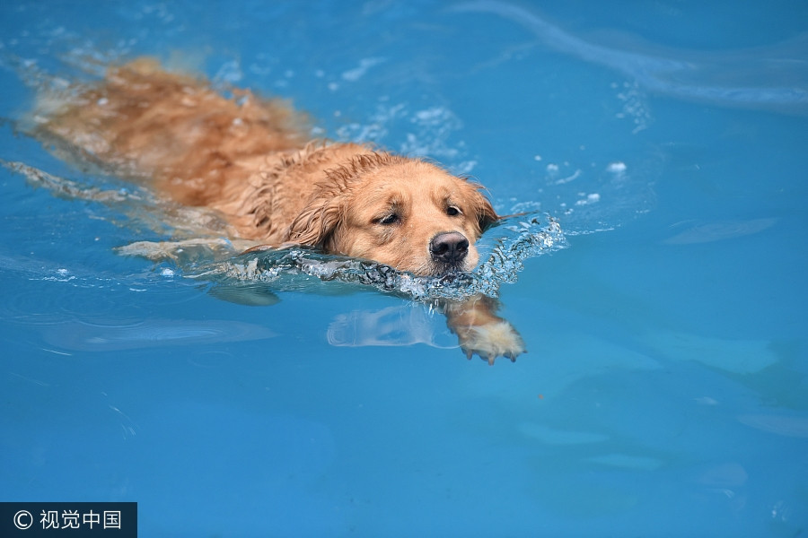 Man builds 2,000 square meters swimming pool for dogs