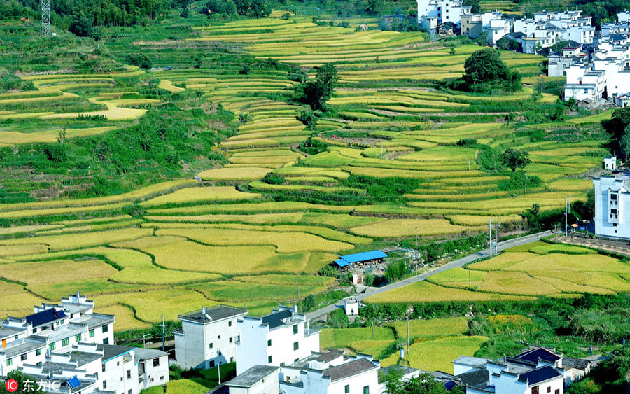 Holiday season: Colorful autumn scenery across China