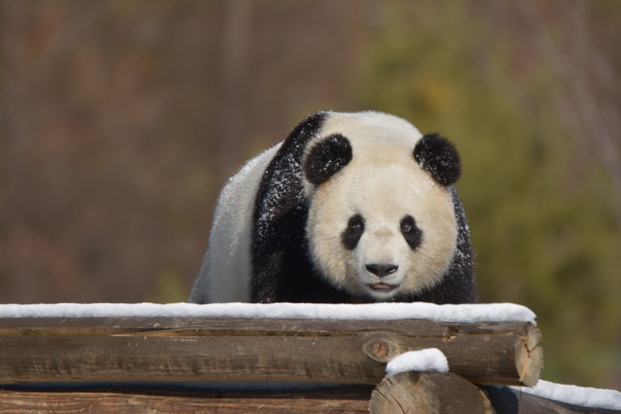 Two giant pandas enjoy first snow of winter