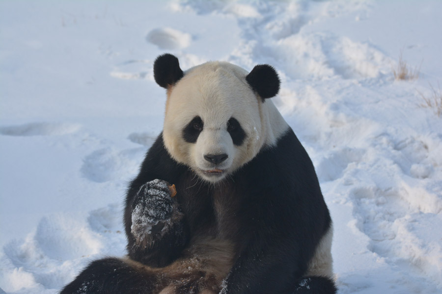 Two giant pandas enjoy first snow of winter