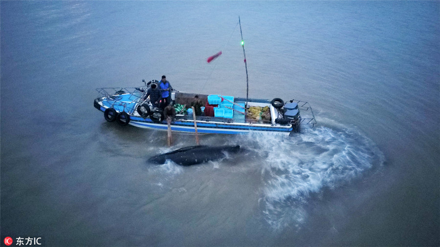 Stranded humpback rescued back to the sea