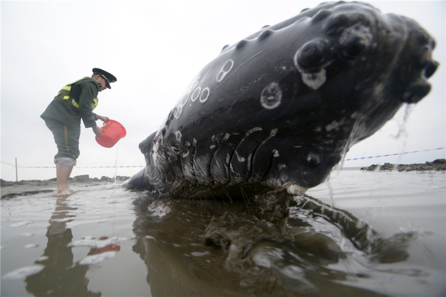 Stranded humpback rescued back to the sea