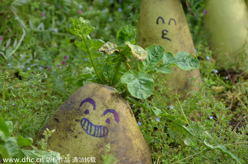 Artist gives new life to radishes